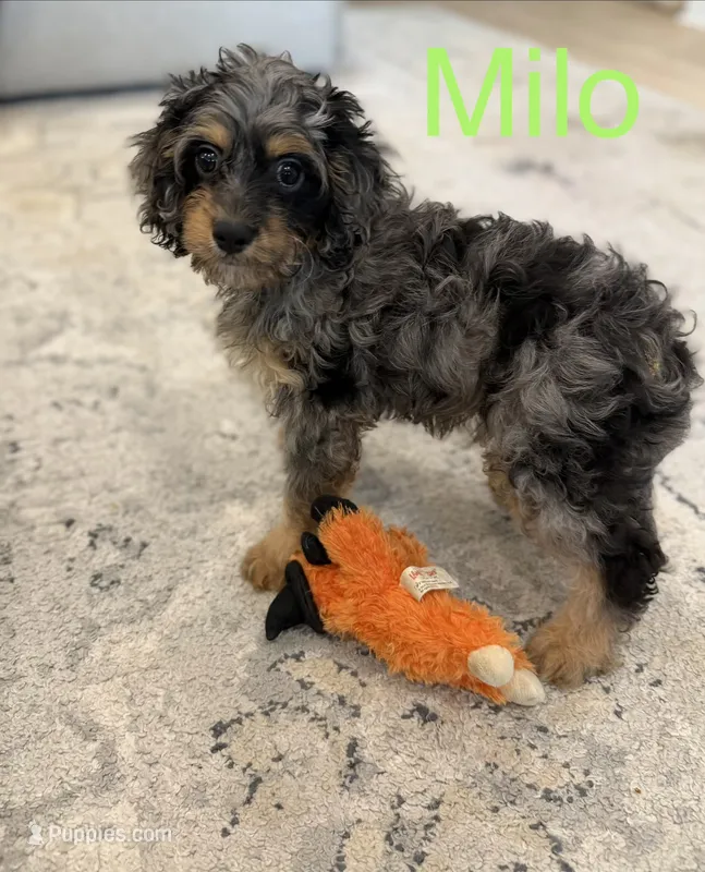 Milo – Cavapoo puppy for sale in Wilmington, NC