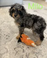 Milo, a male Cavapoo for sale in Wilmington, NC – 1 of 2