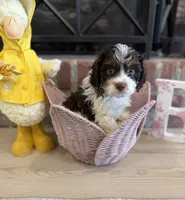 Aspen, a male Cavapoo for sale in Wilmington, NC – 2 of 2