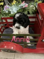 Annie , a female Cockapoo for sale in Wilmington, NC – 1 of 2