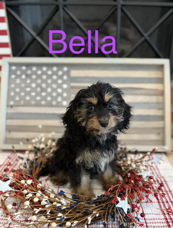 Bella – Cavapoo puppy for sale in Wilmington, NC