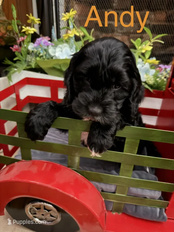 Andy – Cockapoo puppy for sale in Wilmington, NC