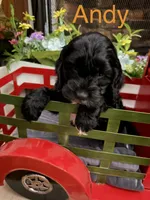 Andy, a male Cockapoo for sale in Wilmington, NC – 1 of 1