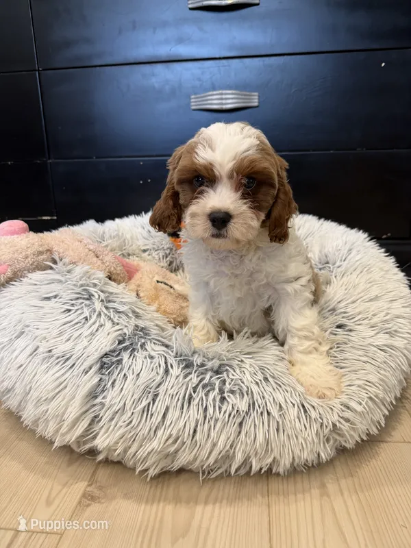 Lincoln , a male Cavapoo for sale in Wilmington, NC – 1 of 3