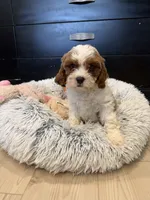 Lincoln , a male Cavapoo for sale in Wilmington, NC – 1 of 3