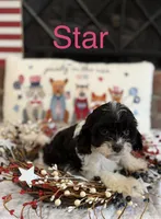 Star, a female Cavapoo for sale in Wilmington, NC – 2 of 2