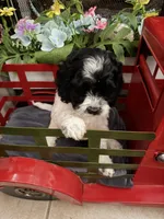 Annie , a female Cockapoo for sale in Wilmington, NC – 2 of 2