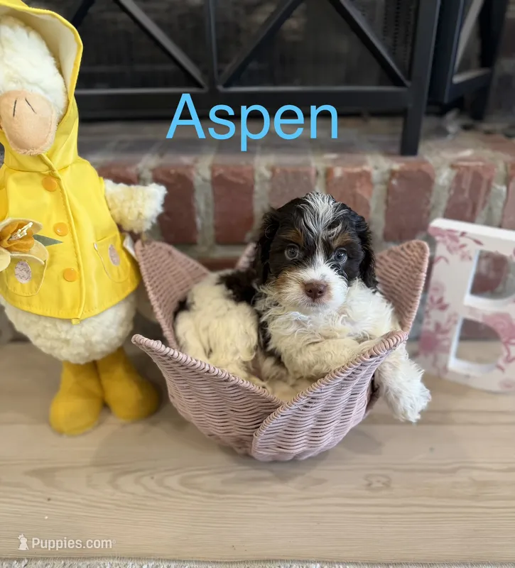 Aspen – Cavapoo puppy for sale in Wilmington, NC