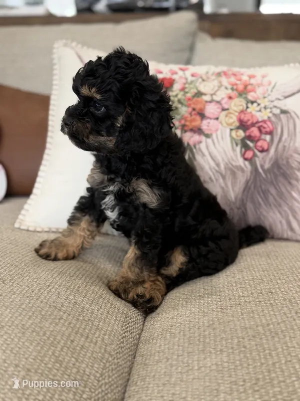 Ranger  – Cavapoo puppy for sale in Wilmington, NC