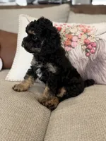 Ranger , a male Cavapoo for sale in Wilmington, NC – 1 of 3