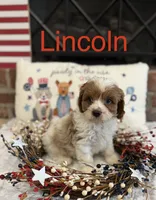 Lincoln , a male Cavapoo for sale in Wilmington, NC – 2 of 3
