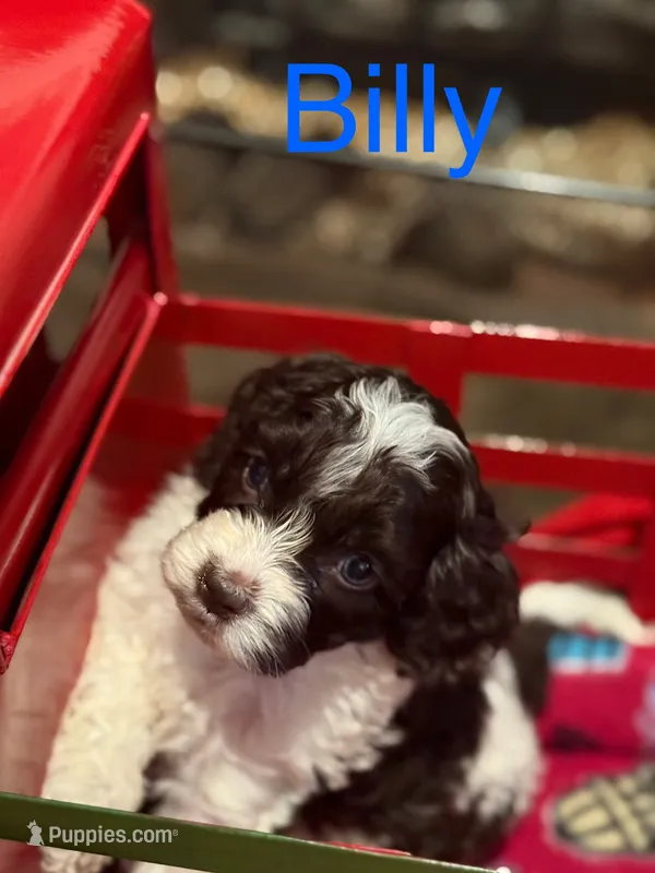 Billy