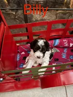 Billy, a male Cockapoo for sale in Wilmington, NC – Photo 3 of 3