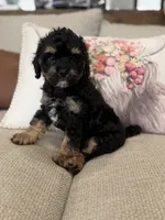 Ranger , a male Cavapoo for sale in Wilmington, NC – 2 of 3