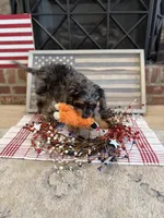 Milo, a male Cavapoo for sale in Wilmington, NC – 2 of 2
