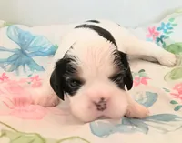 Oreo, a male Cavalier King Charles Spaniel for sale in Dallas, TX – 5 of 5