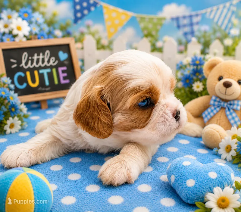 Toffee – Cavalier King Charles Spaniel puppy for sale in Dallas, TX
