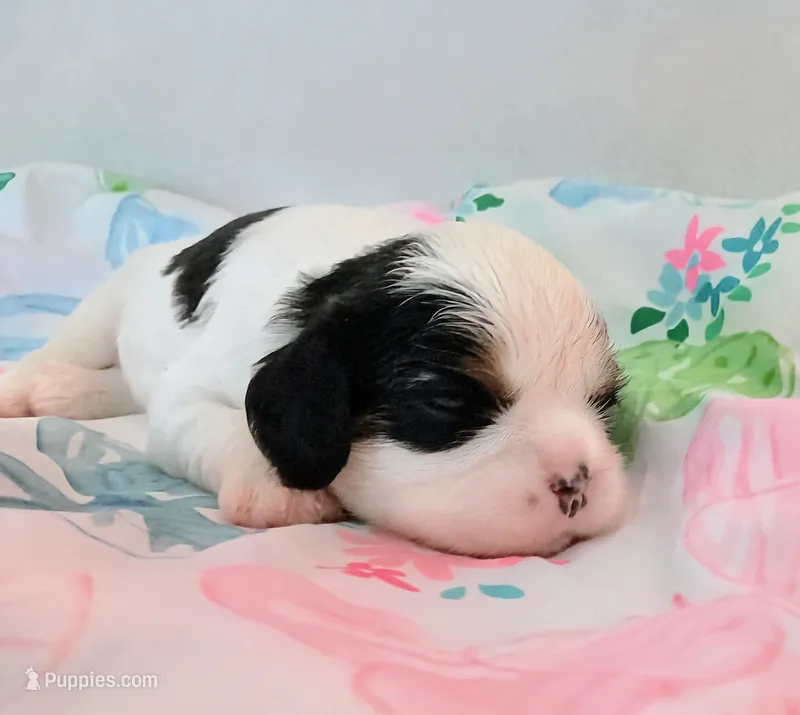 Oreo – Cavalier King Charles Spaniel puppy for sale in Dallas, TX