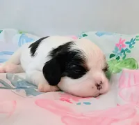 Oreo, a male Cavalier King Charles Spaniel for sale in Dallas, TX – 1 of 5