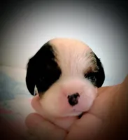 Sprinkles, a male Cavalier King Charles Spaniel for sale in Dallas, TX – 6 of 7