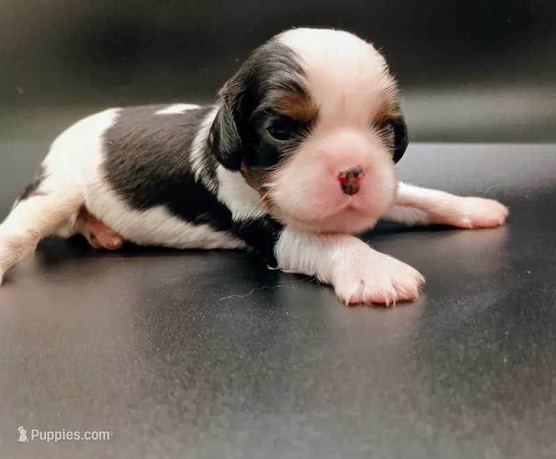 Sprinkles – Cavalier King Charles Spaniel puppy for sale in Dallas, TX