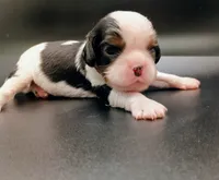 Sprinkles, a male Cavalier King Charles Spaniel for sale in Dallas, TX – 1 of 7