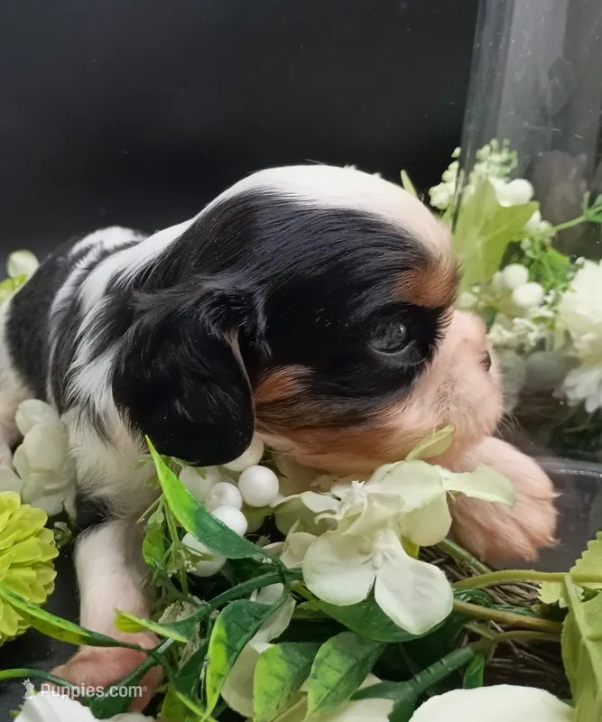 Sprinkles – Cavalier King Charles Spaniel puppy for sale in Dallas, TX