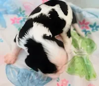 Sprinkles, a male Cavalier King Charles Spaniel for sale in Dallas, TX – 7 of 7