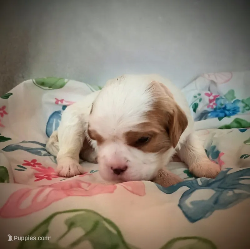 Toffee – Cavalier King Charles Spaniel puppy for sale in Dallas, TX