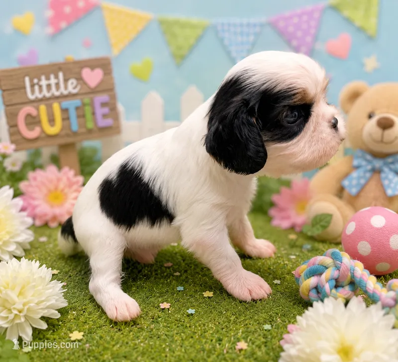 Oreo – Cavalier King Charles Spaniel puppy for sale in Dallas, TX