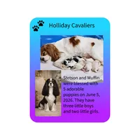 Sprinkles, a male Cavalier King Charles Spaniel for sale in Dallas, TX – 2 of 7