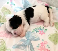Oreo, a male Cavalier King Charles Spaniel for sale in Dallas, TX – 2 of 5