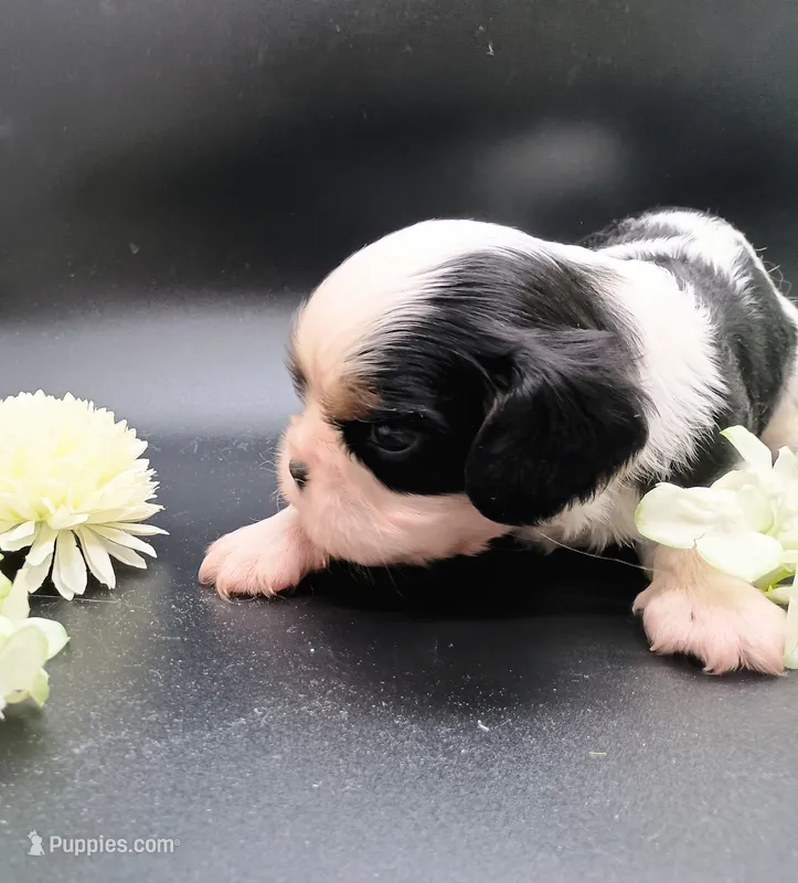 Oreo – Cavalier King Charles Spaniel puppy for sale in Dallas, TX