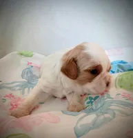 Toffee, a male Cavalier King Charles Spaniel for sale in Dallas, TX – 4 of 5