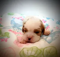 Toffee, a male Cavalier King Charles Spaniel for sale in Dallas, TX – 3 of 5