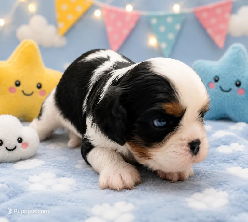 Sprinkles – Cavalier King Charles Spaniel puppy for sale in Dallas, TX