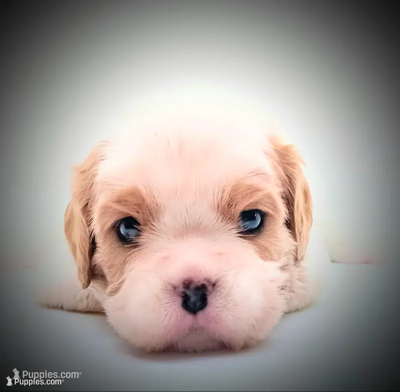 Toffee – Cavalier King Charles Spaniel puppy for sale in Dallas, TX