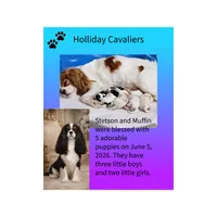 Oreo, a male Cavalier King Charles Spaniel for sale in Dallas, TX – 3 of 5