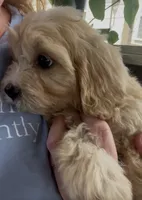 50/50 cross Female , a female Bichon Frise and Cavalier King Charles Spaniel for sale in Louisville, GA – 3 of 6