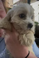Cavachon male , a male Cavachon for sale in Louisville, GA – 2 of 4
