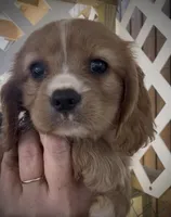 Honey Cockalier , a female Cocker Spaniel and Cavalier King Charles Spaniel for sale in Louisville, GA – 2 of 8