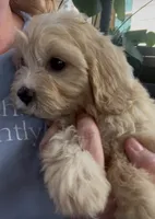 50/50 cross Female , a female Bichon Frise and Cavalier King Charles Spaniel for sale in Louisville, GA – 2 of 6