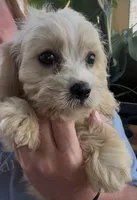 Cavachon male , a male Cavachon for sale in Louisville, GA – 3 of 4