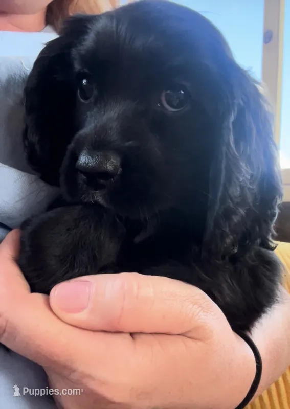 Cockalier Male  – Cocker Spaniel, Cavalier King Charles Spaniel puppy for sale in Louisville, GA