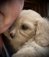 Cavachon Female , a female Cavachon for sale in Louisville, GA – 2 of 5