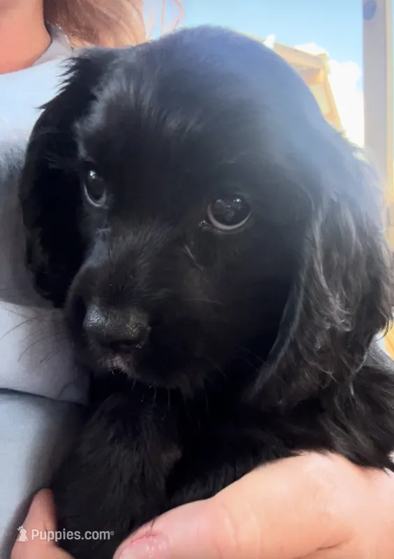 Cockalier Male  – Cocker Spaniel, Cavalier King Charles Spaniel puppy for sale in Louisville, GA