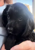Cockalier Male , a male Cocker Spaniel and Cavalier King Charles Spaniel for sale in Louisville, GA – 1 of 5