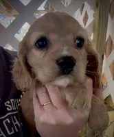 Mochi Cockalier , a female Cocker Spaniel and Cavalier King Charles Spaniel for sale in Louisville, GA – 3 of 9