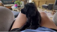 Cockalier Male- Midnight , a male Cocker Spaniel and Cavalier King Charles Spaniel for sale in Louisville, GA – 3 of 8