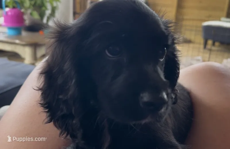 Cockalier Male  – Cocker Spaniel, Cavalier King Charles Spaniel puppy for sale in Louisville, GA